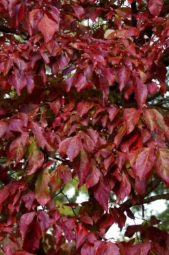 Greensleeves Dogwood (Cornus Kousa) - 1 Gallon Pot -OLALA Plant Shop Dogwood GreenSleeves Leaves 10