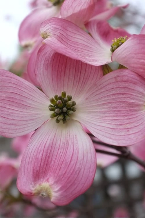 Pink Dogwood Tree (Cornus Florida 'Rubra) - 2 Gallon Pot 1 Pink Dogwood Tree (Cornus Florida 'Rubra) - 2 Gallon Pot