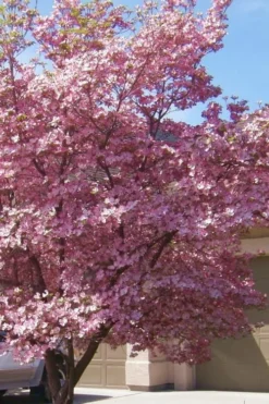 Pink Dogwood Tree (Cornus Florida 'Rubra) - 2 Gallon Pot 8 Pink Dogwood Tree (Cornus Florida 'Rubra) - 2 Gallon Pot -OLALA Plant Shop Dogwood Pink 13 2