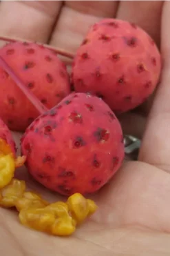 Scarlet Fire Dogwood - Cornus Kousa - 5 Gallon Pot -OLALA Plant Shop Dogwood Scarlet Fire 10