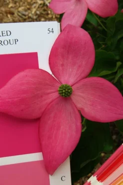Scarlet Fire Dogwood - Cornus Kousa - 5 Gallon Pot