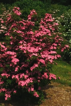Scarlet Fire Dogwood (Cornus Kousa) - 1 Gallon Pot -OLALA Plant Shop Dogwood Scarlet Fire 12 1