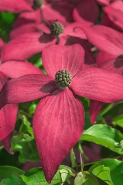 Scarlet Fire Dogwood - Cornus Kousa - 5 Gallon Pot -OLALA Plant Shop Dogwood Scarlet Fire 13