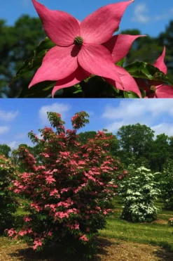 Scarlet Fire Dogwood (Cornus Kousa) - 1 Gallon Pot -OLALA Plant Shop Dogwood Scarlet Fire 4 1