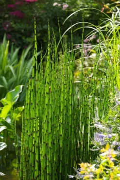 Horsetail Reed Grass - Equisetum Hyemale - 1 Gallon Pot -OLALA Plant Shop Equisetum Hymale 11