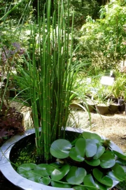 Horsetail Reed Grass - Equisetum Hyemale - 1 Gallon Pot -OLALA Plant Shop Equisetum Hymale 14