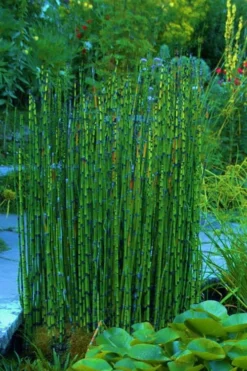Horsetail Reed Grass - Equisetum Hyemale - 1 Gallon Pot -OLALA Plant Shop Equisetum Hymale 16