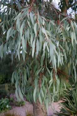 Angus Cold Hardy Eucalyptus Tree (Eucalyptus Nicholii) - 1 Gallon Pot 15 Angus Cold Hardy Eucalyptus Tree (Eucalyptus Nicholii) - 1 Gallon Pot -OLALA Plant Shop Eucalyptus Angus 15 4