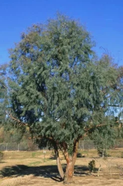 Angus Cold Hardy Eucalyptus Tree (Eucalyptus Nicholii) - Quart Pot -OLALA Plant Shop Eucalyptus Angus 17 3