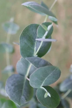 Big O Cold Hardy Eucalyptus Tree (Eucalyptus Neglecta) - 1 Gallon Pot -OLALA Plant Shop Eucalyptus Big O 3 500x750 3