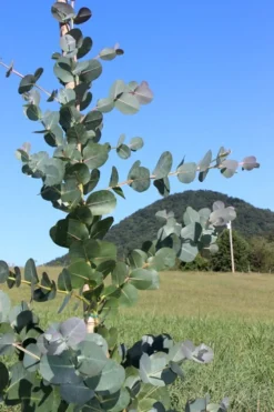 Big O Cold Hardy Eucalyptus Tree (Eucalyptus Neglecta) - 6 Pack Of 1 Gallon Pots 13 Big O Cold Hardy Eucalyptus Tree (Eucalyptus Neglecta) - 6 Pack Of 1 Gallon Pots -OLALA Plant Shop Eucalyptus Big O Cold 2 500x750 2