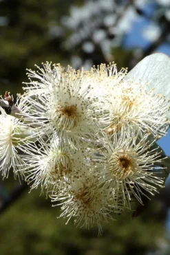 Bluey Cold Hardy Eucalyptus Tree (Eucalyptus Pulverulenta) - 5 Gallon Pot -OLALA Plant Shop Eucalyptus Bluey 6 1