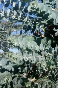 Bluey Cold Hardy Eucalyptus Tree (Eucalyptus Pulverulenta) - 3 Gallon Pot -OLALA Plant Shop Eucalyptus Bluey 8 4