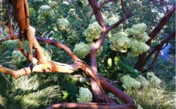 Funky Monkey Cold Hardy Eucalyptus Tree (Eucalyptus Parvula) - 2 Gallon Pot -OLALA Plant Shop Eucalyptus Funky Monkey Branches 3