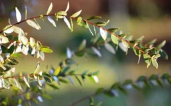 Funky Monkey Cold Hardy Eucalyptus Tree (Eucalyptus Parvula) - 3 Quart Pot -OLALA Plant Shop Eucalyptus Funky Monkey Leaves 4