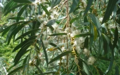 Funky Monkey Cold Hardy Eucalyptus Tree (Eucalyptus Parvula) - 2 Gallon Pot -OLALA Plant Shop Eucalyptus Funky Monkey Leaves Mature 3