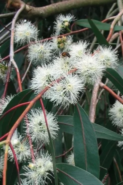 Jersey Girl Cold Hardy Eucalyptus Tree (Eucalyptus Macarthurii) - 2 Gallon Pot -OLALA Plant Shop Eucalyptus Jersey Girl 1