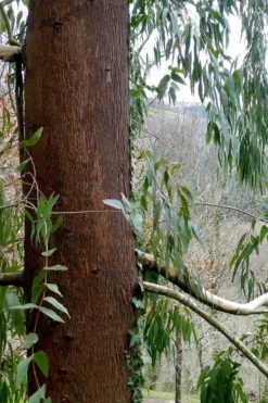 Jersey Girl Cold Hardy Eucalyptus Tree (Eucalyptus Macarthurii) - 3 Quart Pot -OLALA Plant Shop Eucalyptus Jersey Girl 2 2