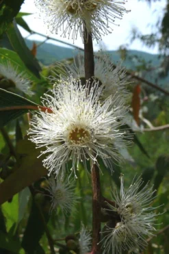 Jersey Girl Cold Hardy Eucalyptus Tree (Eucalyptus Macarthurii) - 3 Quart Pot -OLALA Plant Shop Eucalyptus Jersey Girl 4 2