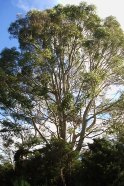 Jersey Girl Cold Hardy Eucalyptus Tree (Eucalyptus Macarthurii) - 1 Gallon Pot -OLALA Plant Shop Eucalyptus Jersey Girl 6 5