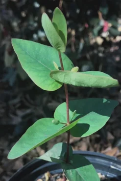 Jersey Girl Cold Hardy Eucalyptus Tree (Eucalyptus Macarthurii) - Quart Pot -OLALA Plant Shop Eucalyptus Jersey Girl 7 1