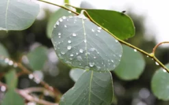 Lucky Country Cold Hardy Eucalyptus Tree (Eucalyptus Camphora) - 3 Gallon Pot -OLALA Plant Shop Eucalyptus Lucky Country 2 3