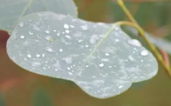 Lucky Country Cold Hardy Eucalyptus Tree (Eucalyptus Camphora) - 1 Gallon Pot -OLALA Plant Shop Eucalyptus Lucky Country 3 1