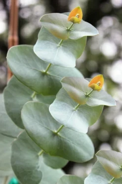 Luna Cold Hardy Eucalyptus Tree (Eucalyptus Perriniana) - 1 Gallon Pot -OLALA Plant Shop Eucalyptus Luna 1 4
