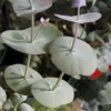 Luna Cold Hardy Eucalyptus Tree (Eucalyptus Perriniana) - 3 Gallon Pot