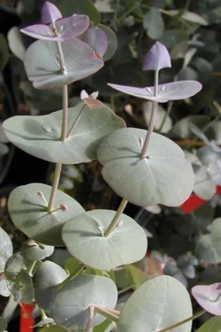 Luna Cold Hardy Eucalyptus Tree (Eucalyptus Perriniana) - 1 Gallon Pot -OLALA Plant Shop Eucalyptus Luna 13 4