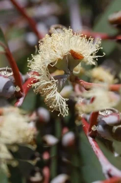 Luna Cold Hardy Eucalyptus Tree (Eucalyptus Perriniana) - 3 Gallon Pot -OLALA Plant Shop Eucalyptus Luna 6 2