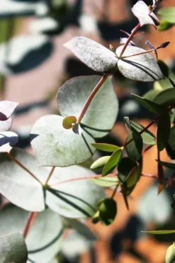 Maggie Cold Hardy Eucalyptus Tree (Eucalyptus Nova Anglica) - 1 Gallon Pot -OLALA Plant Shop Eucalyptus Maggie 10 1