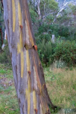 Sheila Cold Hardy Eucalyptus Tree (Eucalyptus Stellulata) - 1 Gallon Pot -OLALA Plant Shop Eucalyptus Sheila 10 3