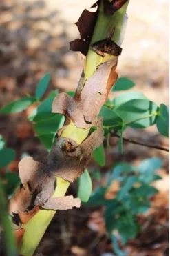 Sheila Cold Hardy Eucalyptus Tree (Eucalyptus Stellulata) - 1 Gallon Pot -OLALA Plant Shop Eucalyptus Sheila 9 3