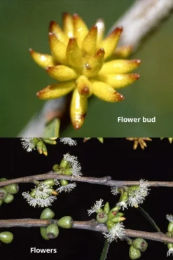 Skinny Minny Hardy Eucalyptus Tree (Eucalyptus Moorei) - 3 Quart Pot -OLALA Plant Shop Eucalyptus Skinny Minny 1 2