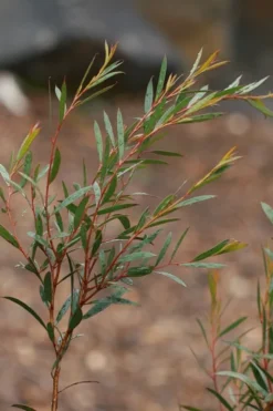 Skinny Minny Hardy Eucalyptus Tree (Eucalyptus Moorei) - 3 Gallon Pot -OLALA Plant Shop Eucalyptus Skinny Minny 2 3