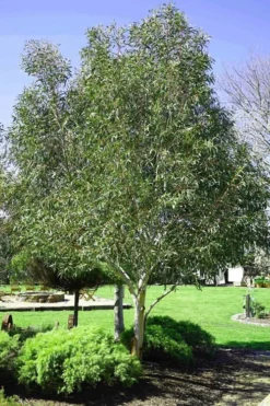 Snow Day Cold Hardy Eucalyptus Tree (Eucalyptus Gregsoniana) - 3 Quart Pot -OLALA Plant Shop Eucalyptus Snow Day 2 2