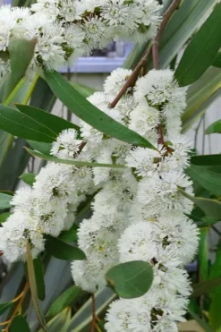 Snow Day Cold Hardy Eucalyptus Tree (Eucalyptus Gregsoniana) - 1 Gallon Pot -OLALA Plant Shop Eucalyptus Snow Day 5 3