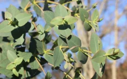 Cab Sav Cold Hardy Eucalyptus Tree (Eucalyptus Rubida) - Quart Pot -OLALA Plant Shop Eucalyptus Tree Cab Sav Rubida 1