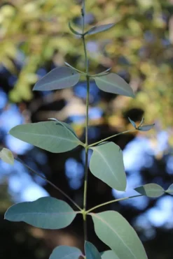 Grace Cold Hardy Eucalyptus Tree (Eucalyptus Elliptica) - 3 Quart Pot -OLALA Plant Shop Eucalytptus Grace BS 4