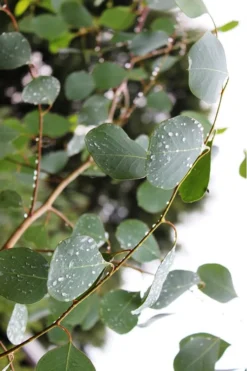 Lucky Country Cold Hardy Eucalyptus Tree (Eucalyptus Camphora) - 3 Gallon Pot -OLALA Plant Shop Eucalytptus Lucky Country BS 3