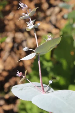 Maggie Cold Hardy Eucalyptus Tree (Eucalyptus Nova Anglica) - Quart Pot -OLALA Plant Shop Eusalyptus Maggie 1 500x750 1