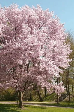 Autumnalis Fall Blooming Cherry Tree - 5 Gallon Pot 8 Autumnalis Fall Blooming Cherry Tree - 5 Gallon Pot -OLALA Plant Shop Floweriong Cherry Autumnalis 3