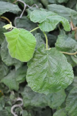 Harry Lauder's Walking Stick - Corylus Avellana 'Contorta' - 1 Gallon Pot -OLALA Plant Shop Harry Lauder Walking Stick 12 1