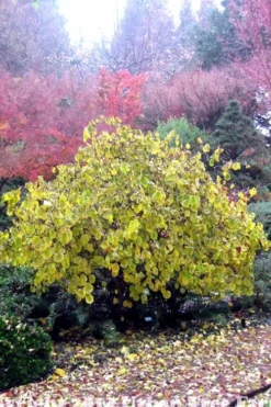 Harry Lauder's Walking Stick - Corylus Avellana 'Contorta' - 1 Gallon Pot -OLALA Plant Shop Harry Lauder Walking Stick 15 1