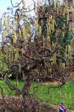 Harry Lauder's Walking Stick - Corylus Avellana 'Contorta' - 1 Gallon Pot -OLALA Plant Shop Harry Lauder Walking Stick 16 1
