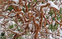 Harry Lauder's Walking Stick - Corylus Avellana 'Contorta' - 5 Gallon Pot -OLALA Plant Shop Harry Lauders Walking Stick Contorted Filbert 3
