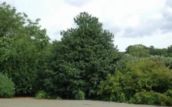 Emily Bruner Pyramidal Holly - 7 Gallon Pot (4-5') -OLALA Plant Shop Holly Emily Bruner 2 1