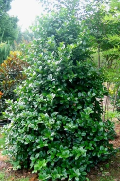 Emily Bruner Pyramidal Holly - 7 Gallon Pot (4-5') -OLALA Plant Shop Holly Emily Bruner 3 1