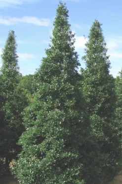 Foster's No. 2 Holly - 3 Gallon Pot -OLALA Plant Shop Holly Fosters No 2 500x750 1